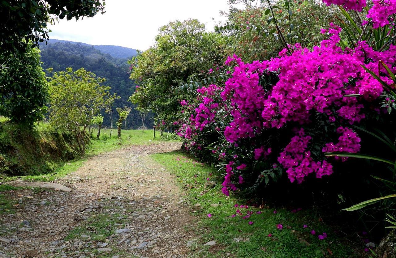 Finca Queveri Orosi Exterior photo